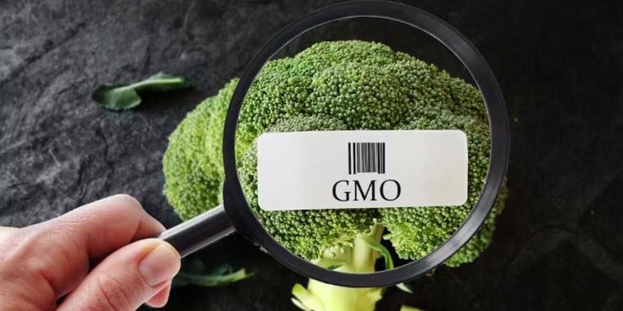 GMO