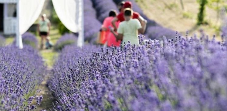 lavanda