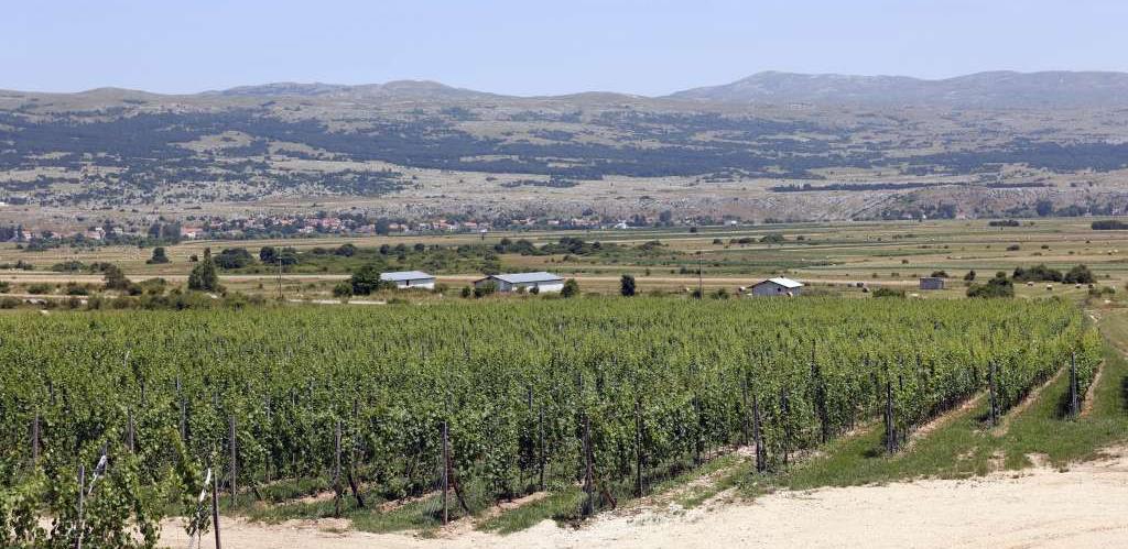 vinograd
