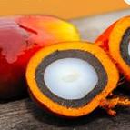 Poziv na seminar "Malaysian Palm Oil Networking" i B2B susrete